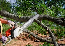 Best Fruit Tree Pruning  in Felton, DE