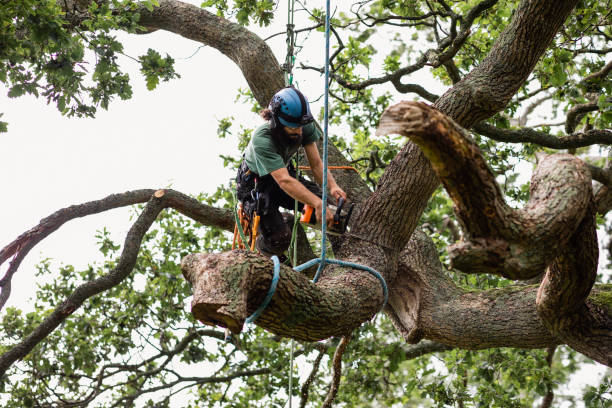 Best Leaf Removal  in Felton, DE