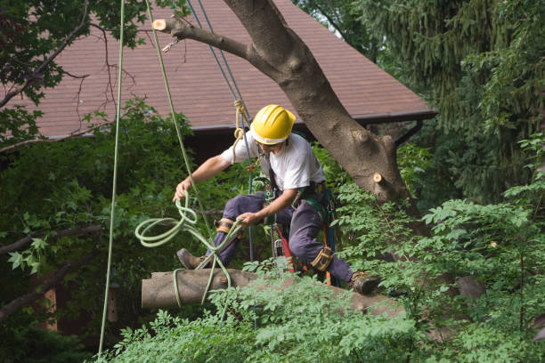  Felton, DE Tree Services Pros