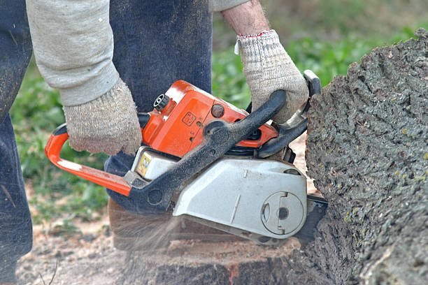 Best Storm Damage Tree Cleanup  in Felton, DE